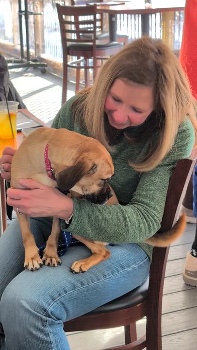 Enlarge Minion, a ADOPTABLE mixed breed in Mount Bethel, PA video 5/5