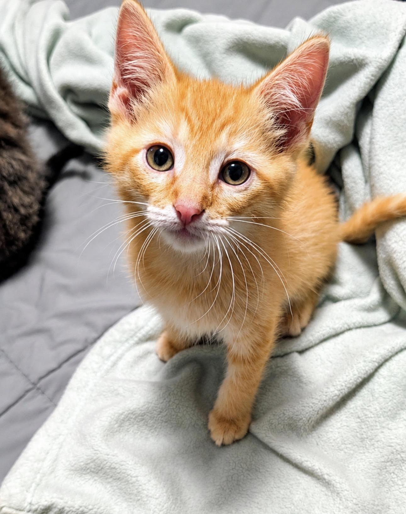 Enlarge Tigger, an adopted Domestic Short Hair in Youngstown, OH image 1/1