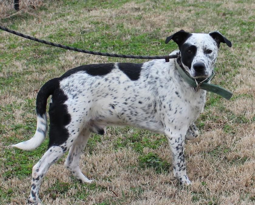 MOJO, ADOPTABLE, Adult Male Labrador Retriever.