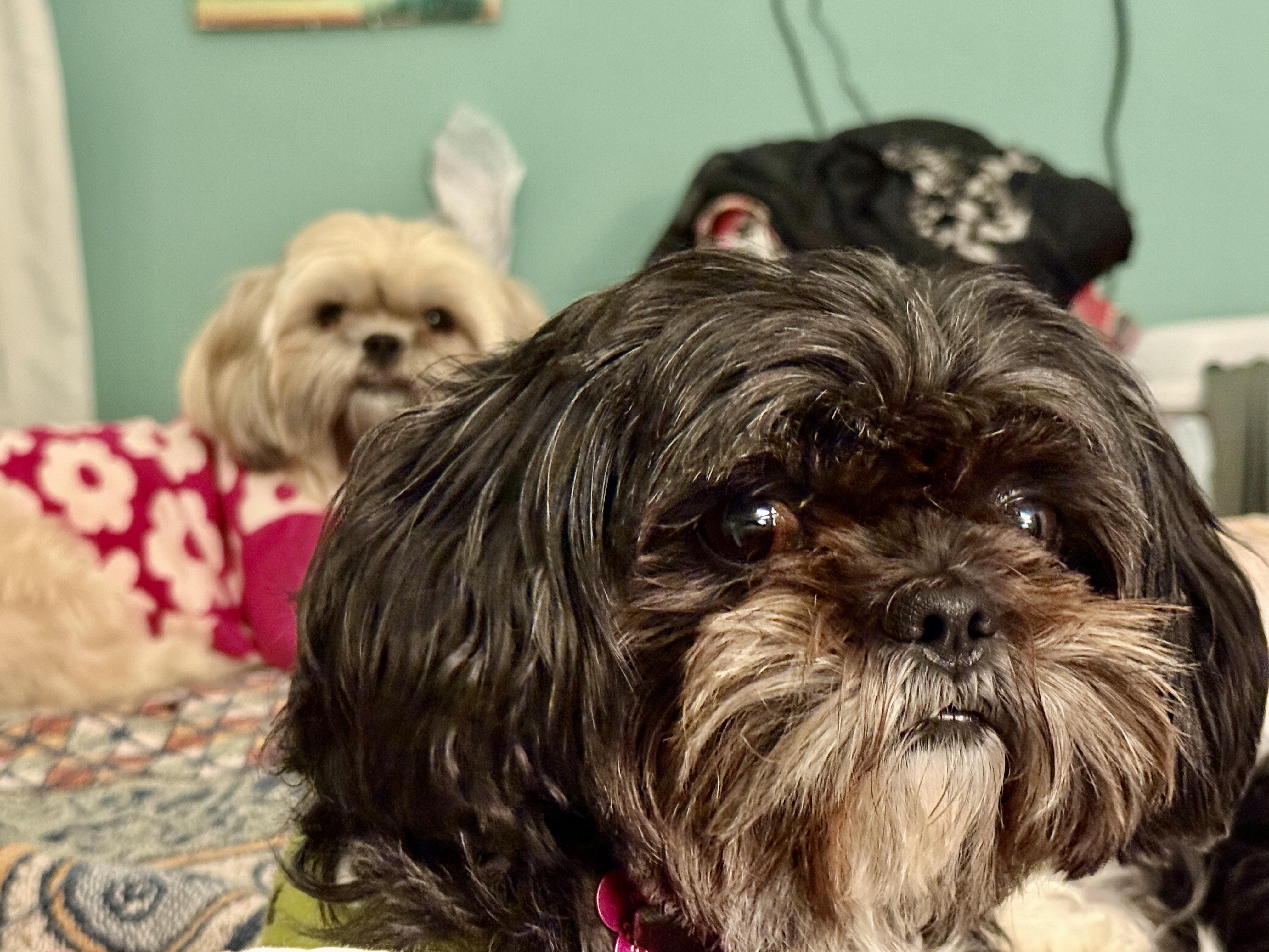 Enlarge Shusha, a Adopted Shih Tzu in Plano, TX image 4/4