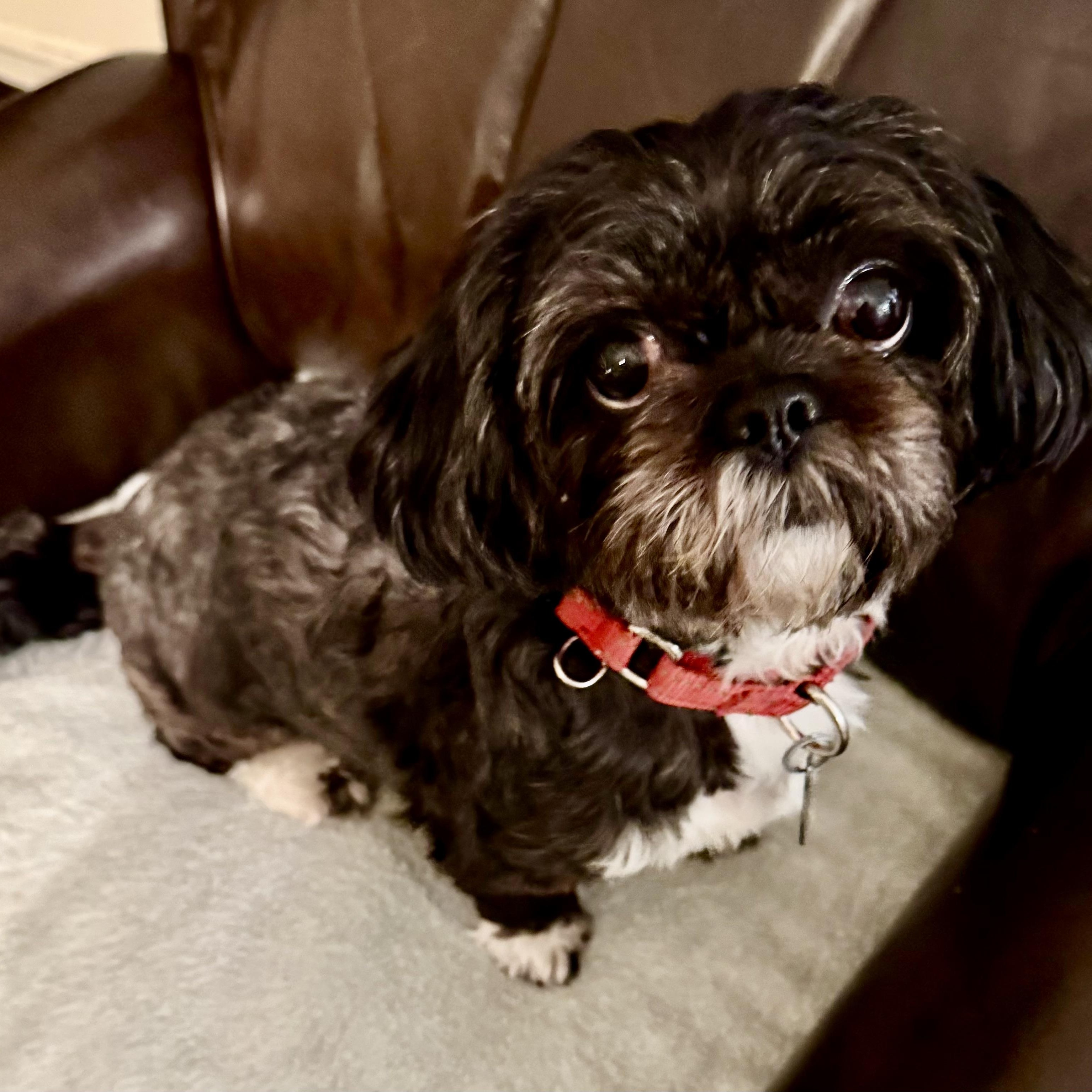 Enlarge Shusha, a Adopted Shih Tzu in Plano, TX image 3/4