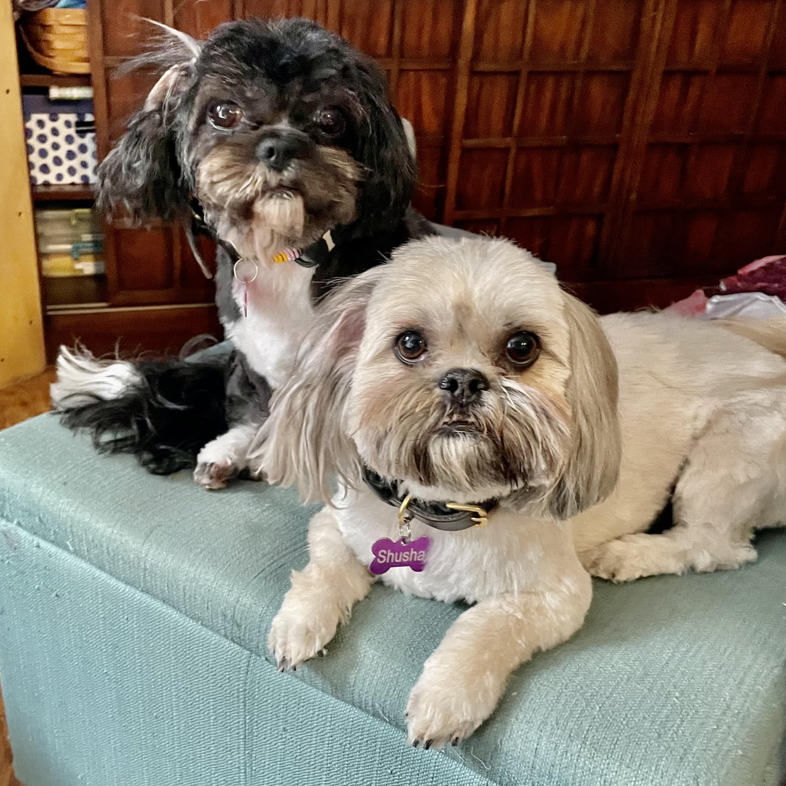 Enlarge Shusha, a Adopted Shih Tzu in Plano, TX image 2/4