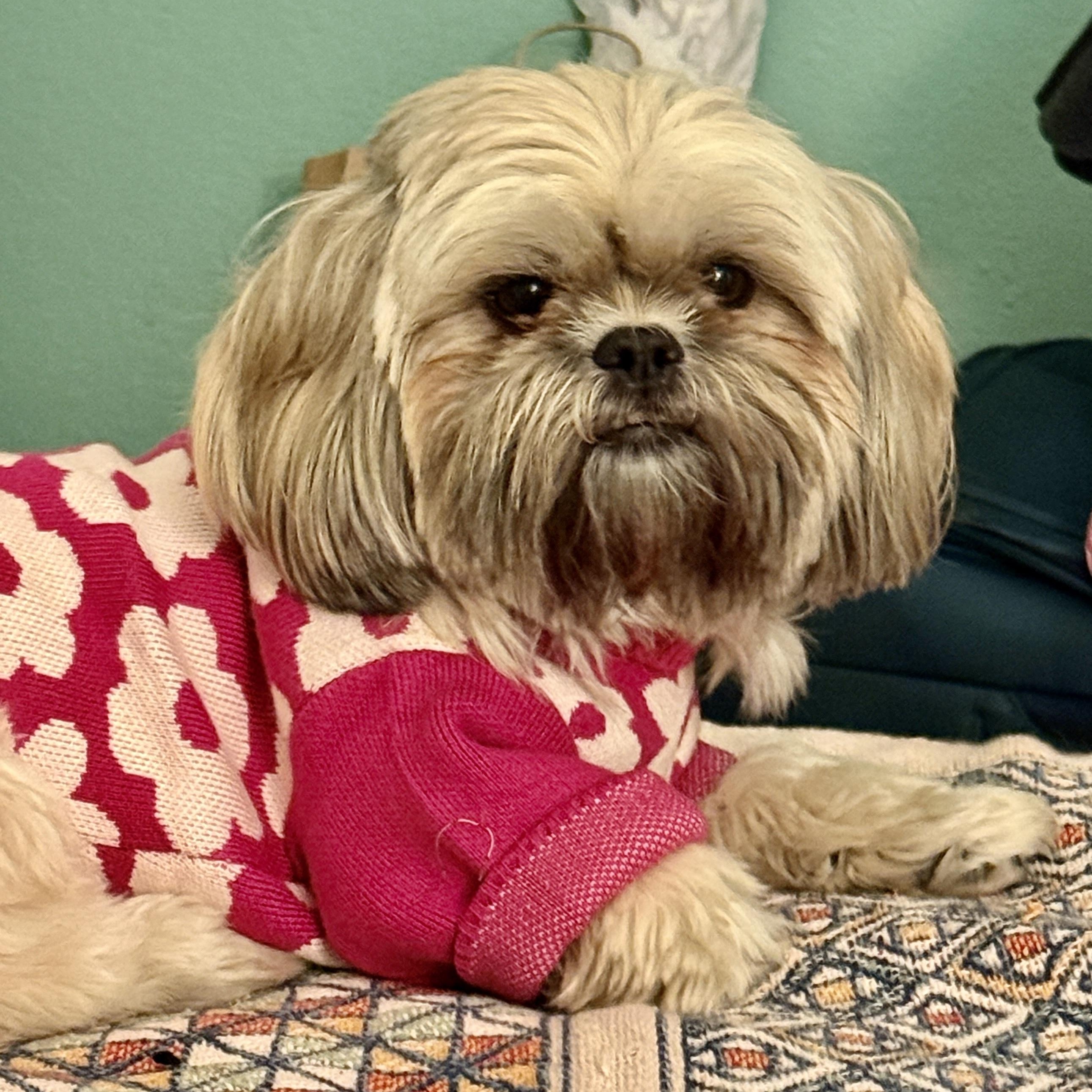 Shusha, Adopted, Adult Female Shih Tzu.