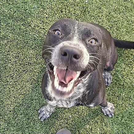 Enlarge Pepper, a Adoptable Shepherd in Hannibal, MO image 1/4
