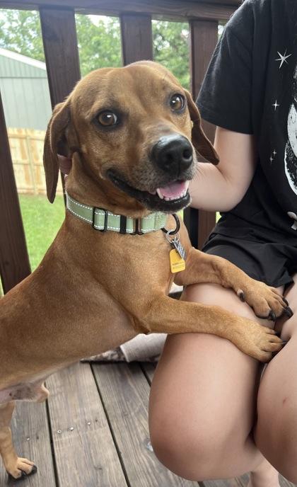 Enlarge Goliath, a ADOPTABLE Mixed Breed in Hamilton, OH image 3/4