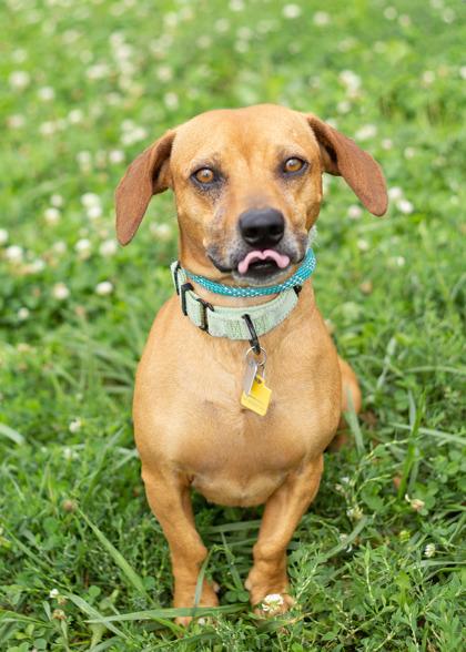 Enlarge Goliath, a ADOPTABLE Mixed Breed in Hamilton, OH image 2/4