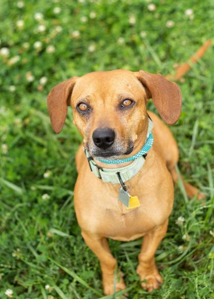 Goliath, ADOPTABLE, Young Male Mixed Breed.