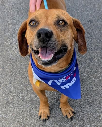 Enlarge Goliath, a ADOPTABLE Mixed Breed in Hamilton, OH image 4/4