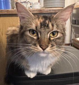 Story, Young Female Domestic Short Hair