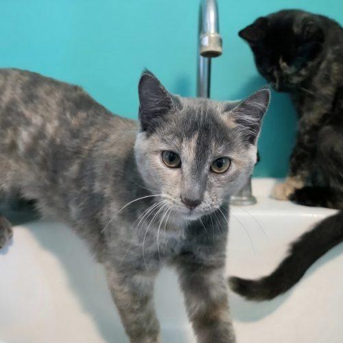 Leilani, Adoptable, Kitten Female Domestic Short Hair.
