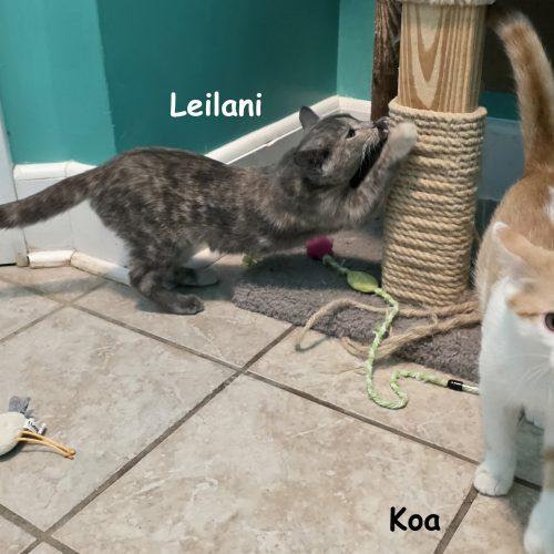 Enlarge Leilani, a Adoptable Domestic Short Hair in Elizabeth, IL image 2/6