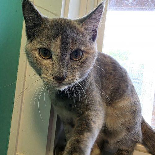 Enlarge Leilani, a Adoptable Domestic Short Hair in Elizabeth, IL image 3/6
