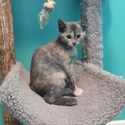 Enlarge Leilani, a Adoptable Domestic Short Hair in Elizabeth, IL image 4/6