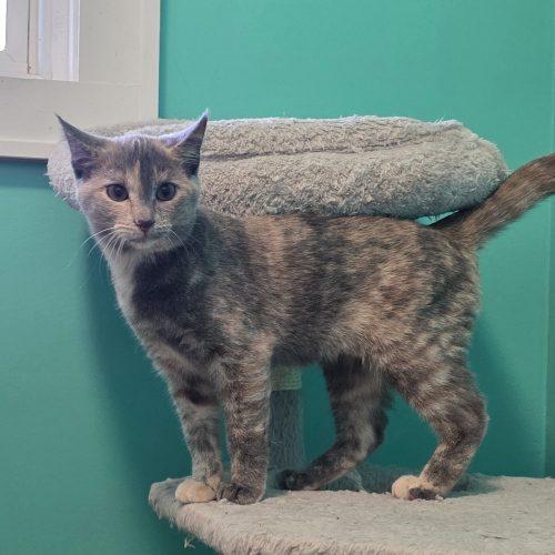 Enlarge Leilani, a Adoptable Domestic Short Hair in Elizabeth, IL image 5/6
