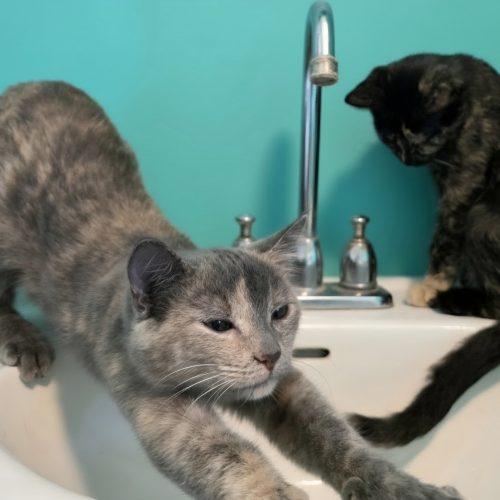 Enlarge Leilani, a Adoptable Domestic Short Hair in Elizabeth, IL image 6/6