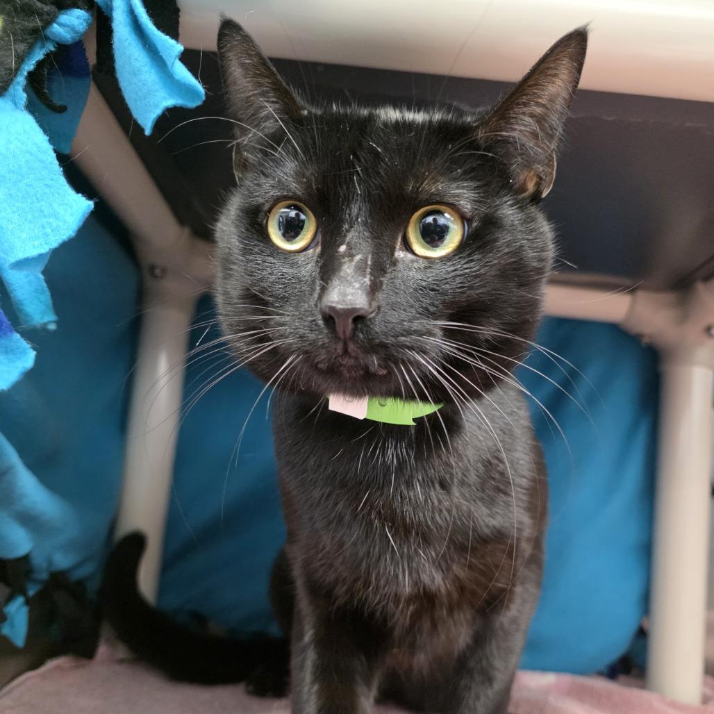 Cobee, Adoptable, Adult Male Domestic Short Hair.