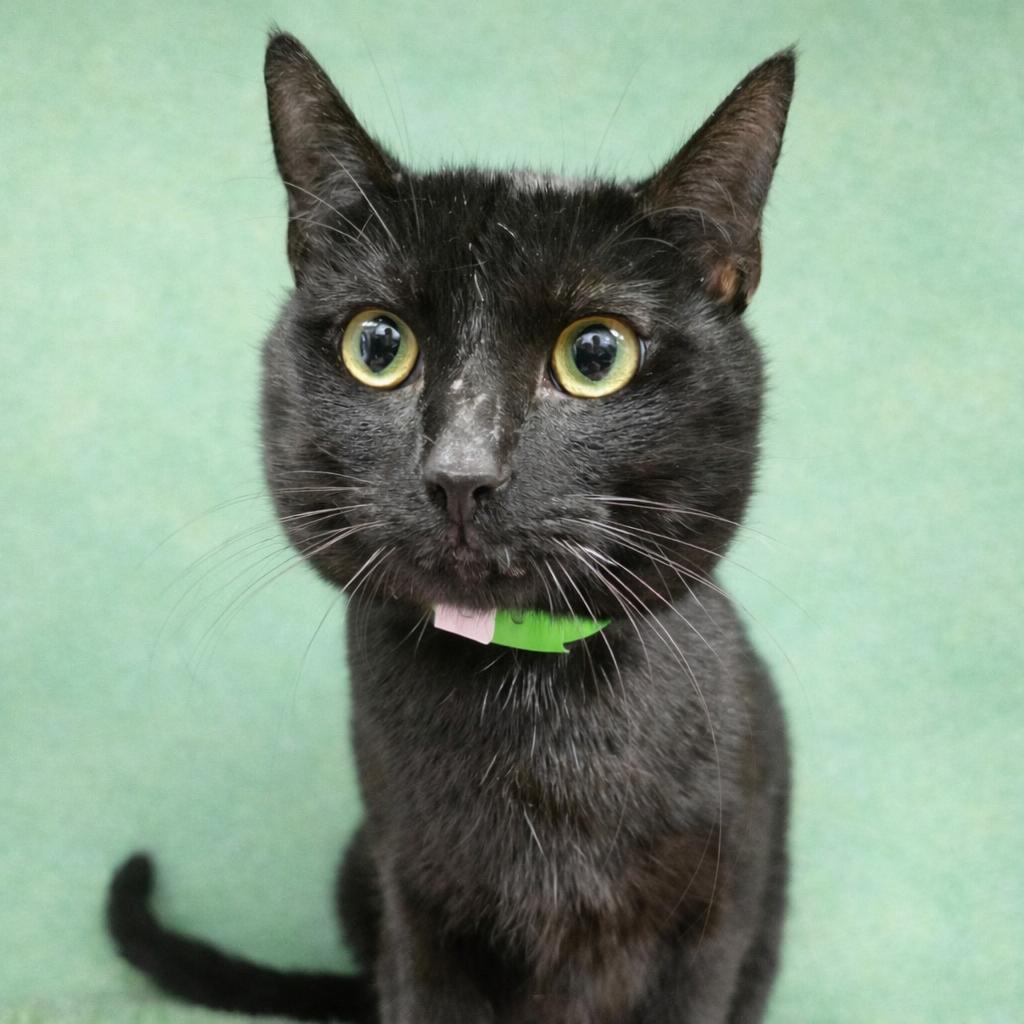 Enlarge Cobee, a Adoptable Domestic Short Hair in Fort Wayne, IN image 2/3