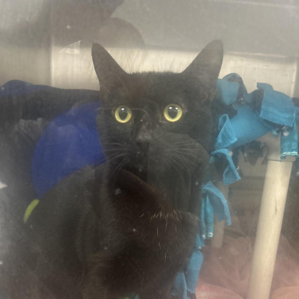 Enlarge Cobee, a Adoptable Domestic Short Hair in Fort Wayne, IN image 3/3