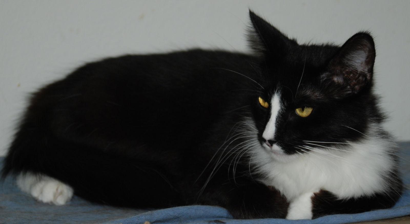J'onzz, Adoptable, Adult Male Domestic Medium Hair.