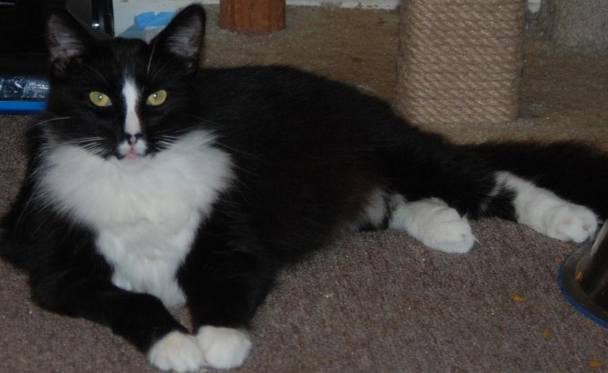 Enlarge J'onzz, a Adoptable Domestic Medium Hair in Morgan Hill, CA image 2/6