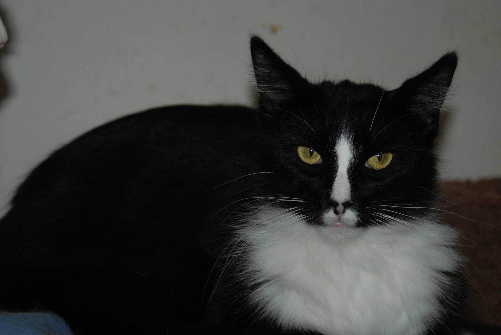 Enlarge J'onzz, a Adoptable Domestic Medium Hair in Morgan Hill, CA image 3/6