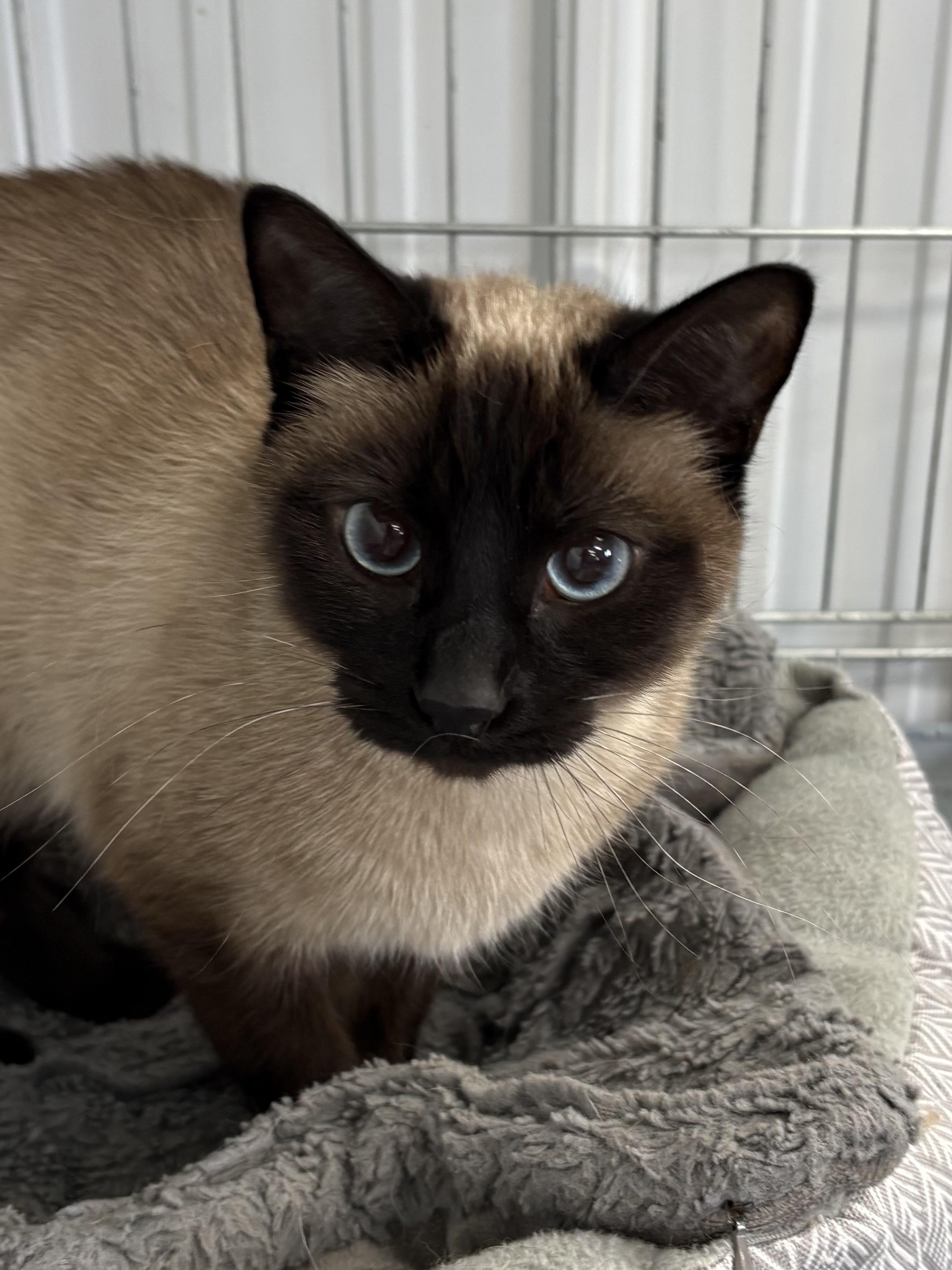 Enlarge Boomer, an adopted Siamese in Big Rapids, MI image 1/2