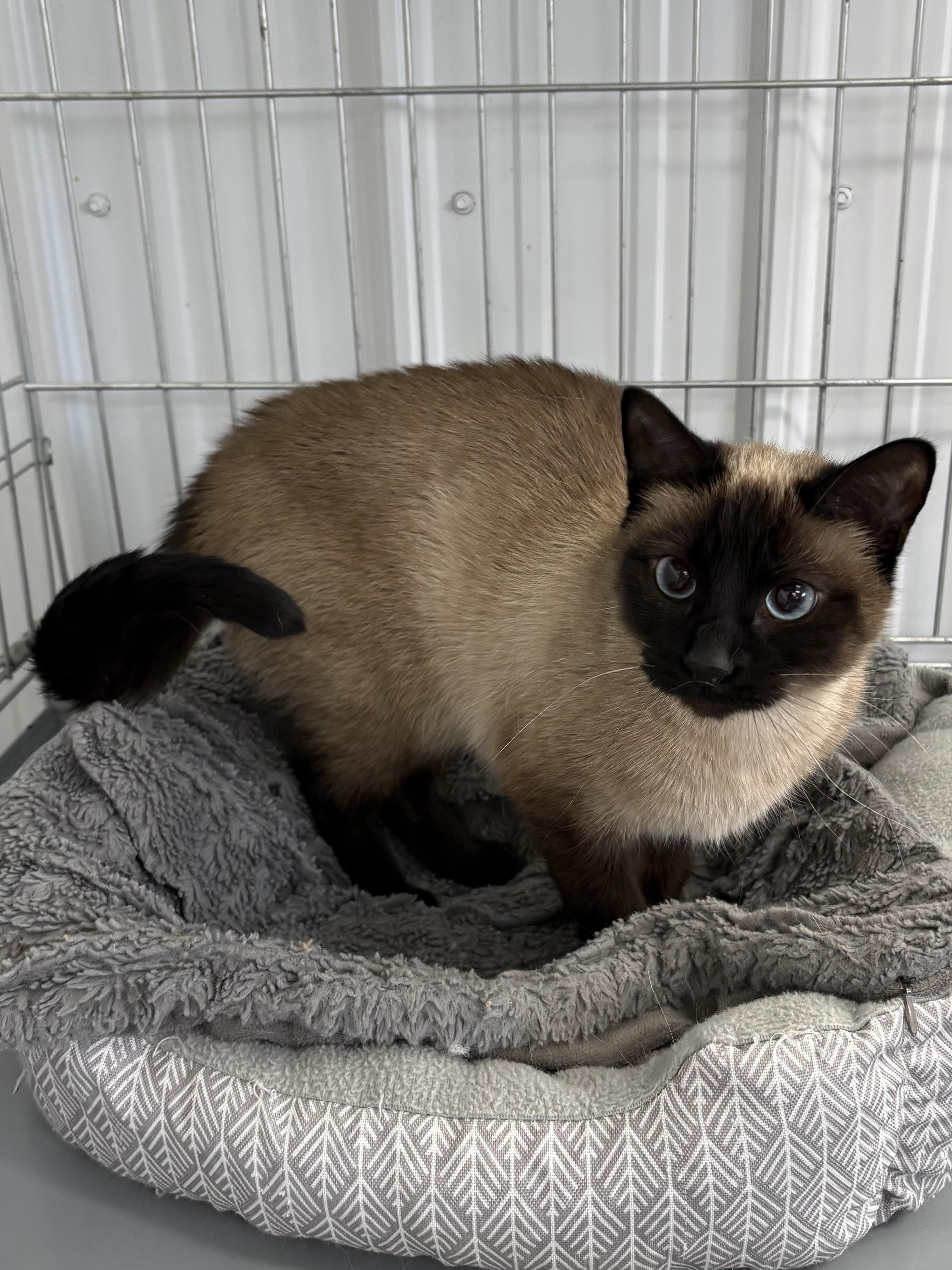 Enlarge Boomer, an adopted Siamese in Big Rapids, MI image 2/2