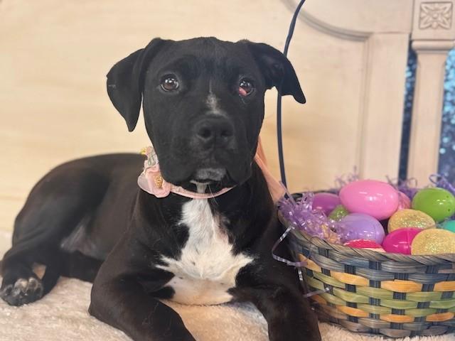 Enlarge KITTY KITTY, a Adoptable Pit Bull Terrier in Fairfield, CA image 1/1