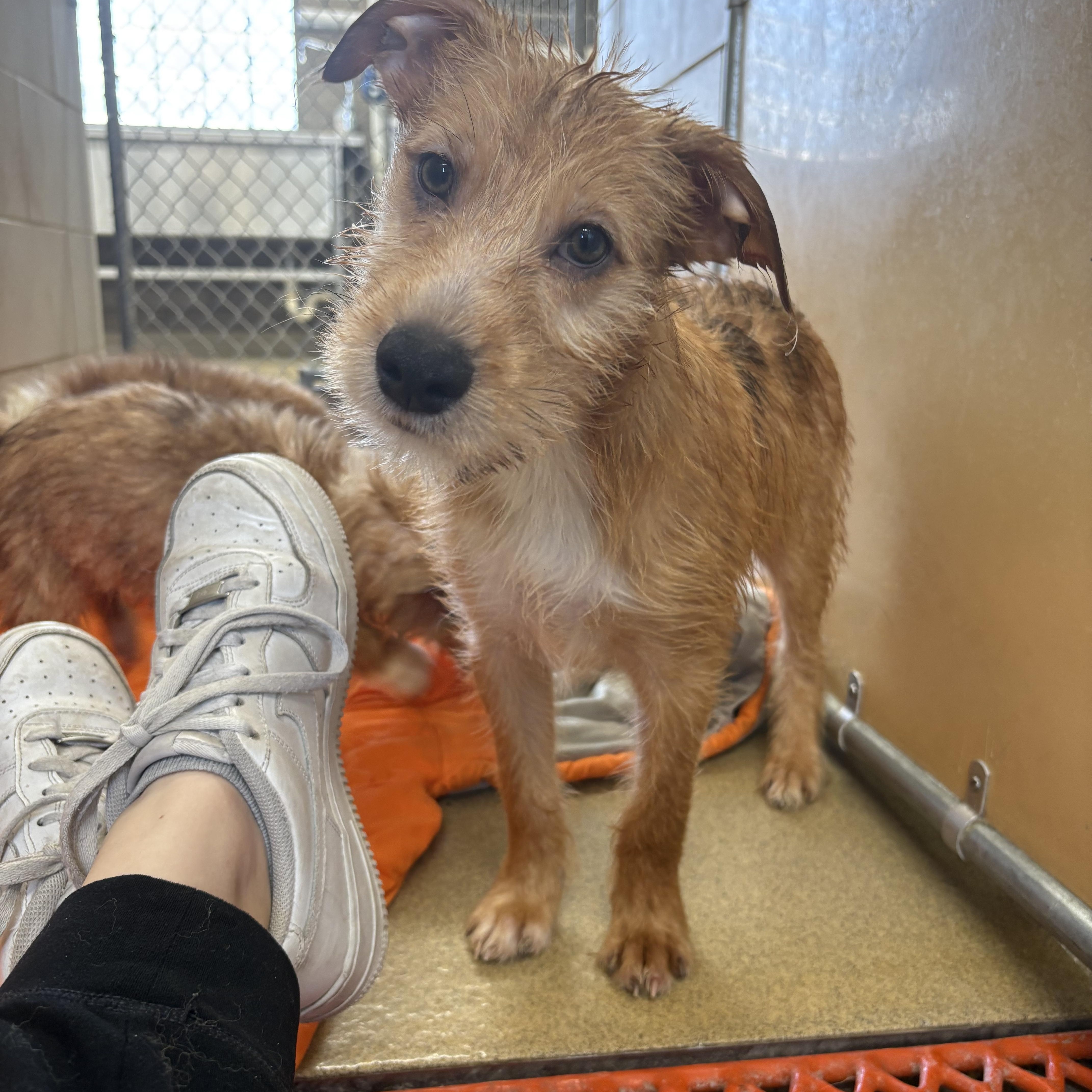 Enlarge Berlin, an adoptable mixed breed in Zimmerman, MN image 1/1