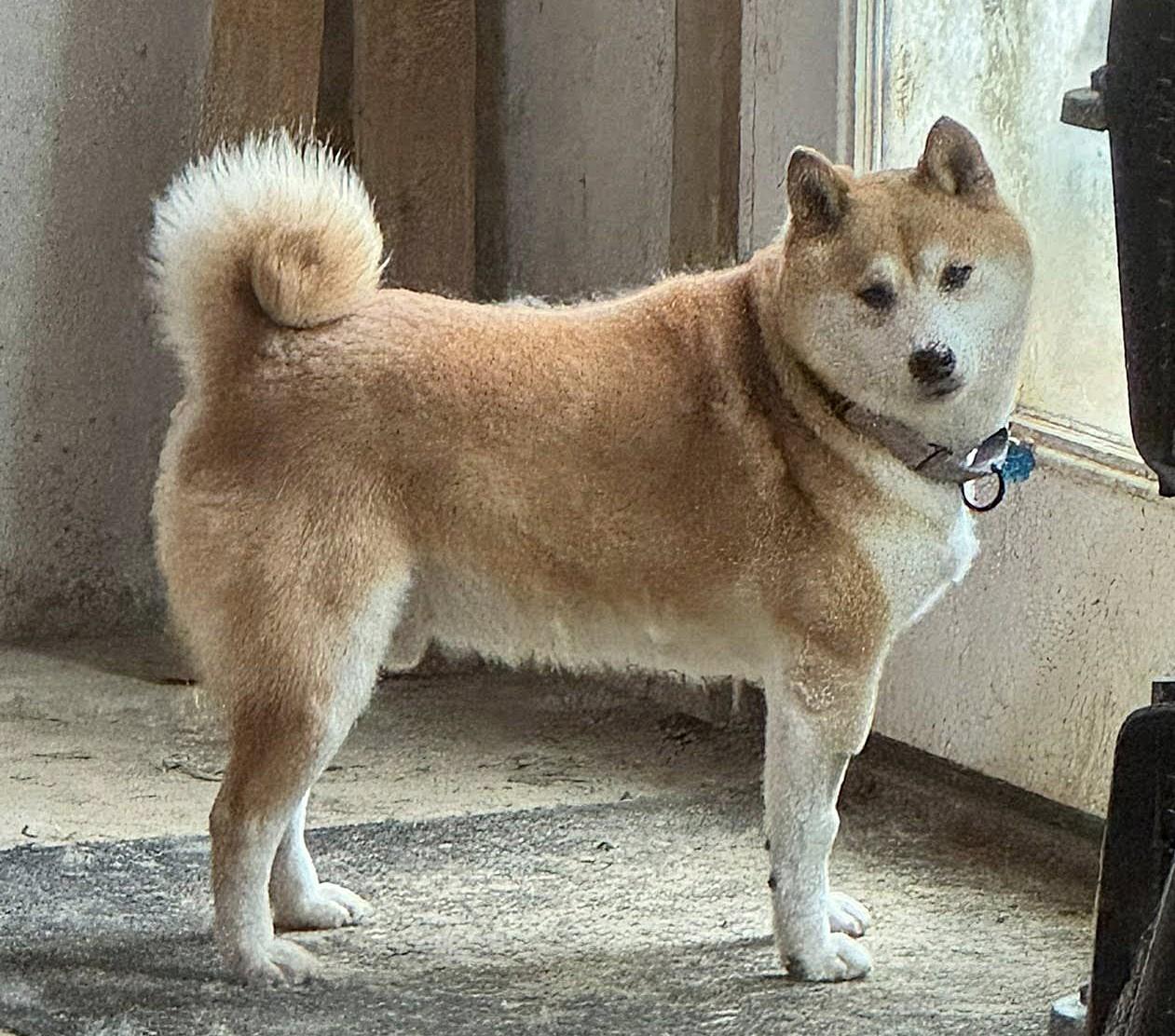 Enlarge Stan, a Adoptable Shiba Inu in Jonesburg, MO image 1/6