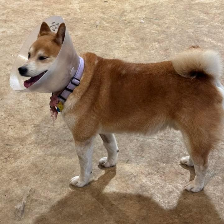 Enlarge Stan, a Adoptable Shiba Inu in Jonesburg, MO image 6/6