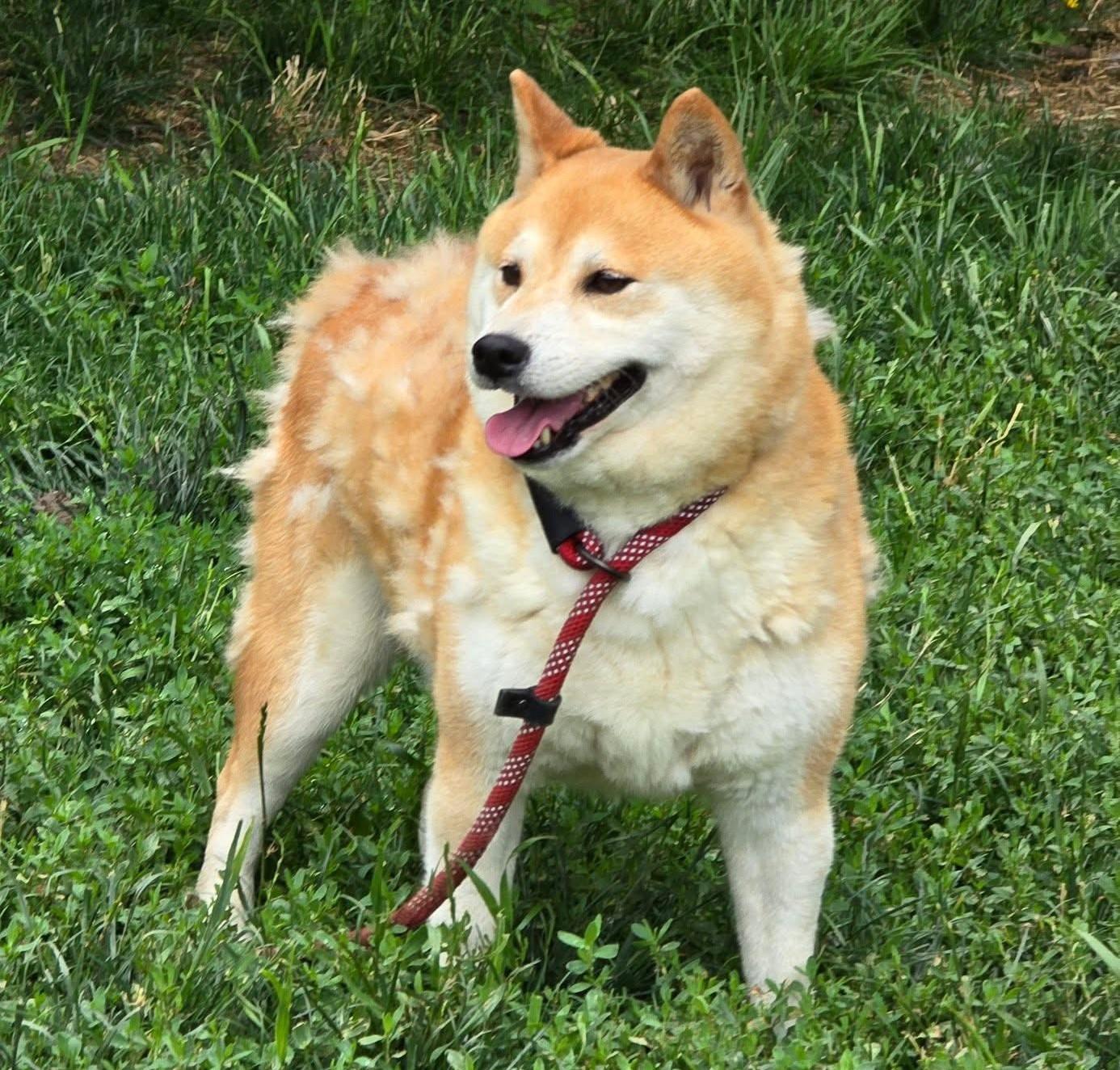 Enlarge Stan, a Adoptable Shiba Inu in Jonesburg, MO image 2/6