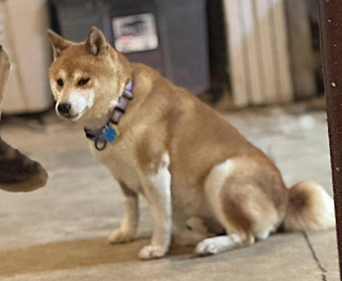 Enlarge Stan, a Adoptable Shiba Inu in Jonesburg, MO image 3/6