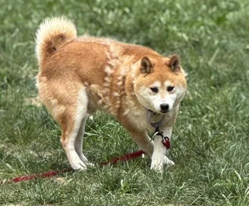 Enlarge Stan, a Adoptable Shiba Inu in Jonesburg, MO image 4/6