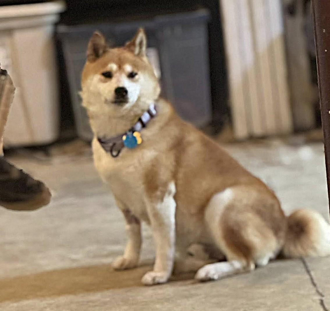 Enlarge Stan, a Adoptable Shiba Inu in Jonesburg, MO image 5/6