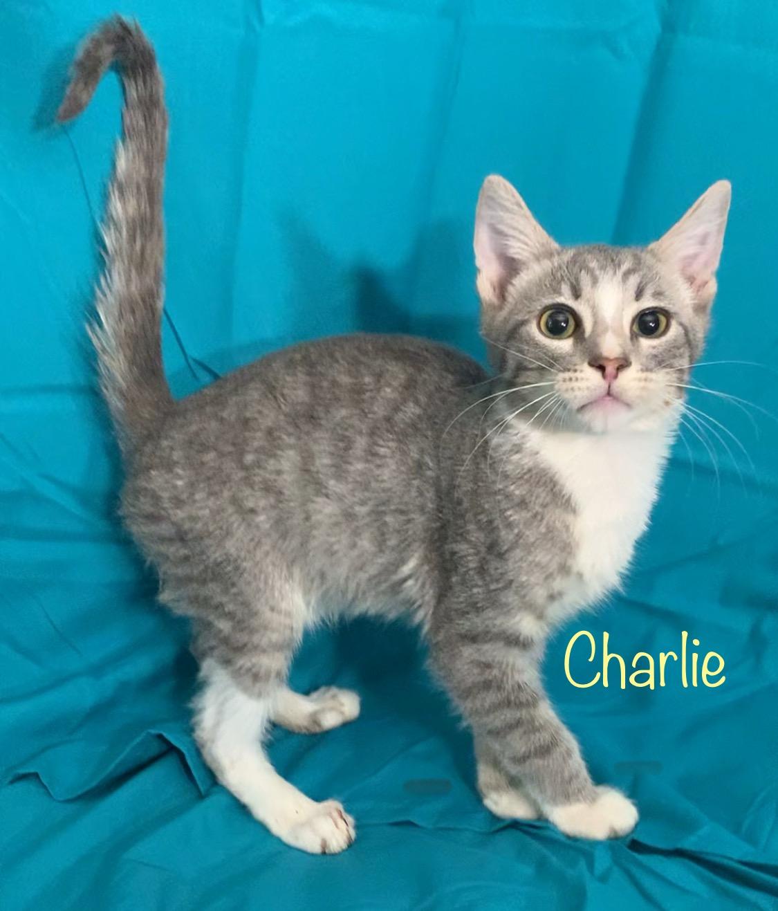 Enlarge Charlie, a Adoptable Tabby in Dixon, CA image 2/3