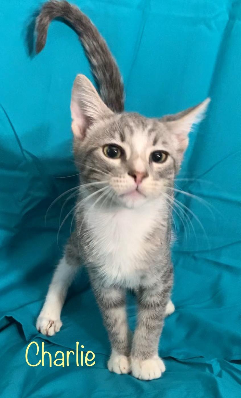 Charlie, Adoptable, Kitten Male Tabby.