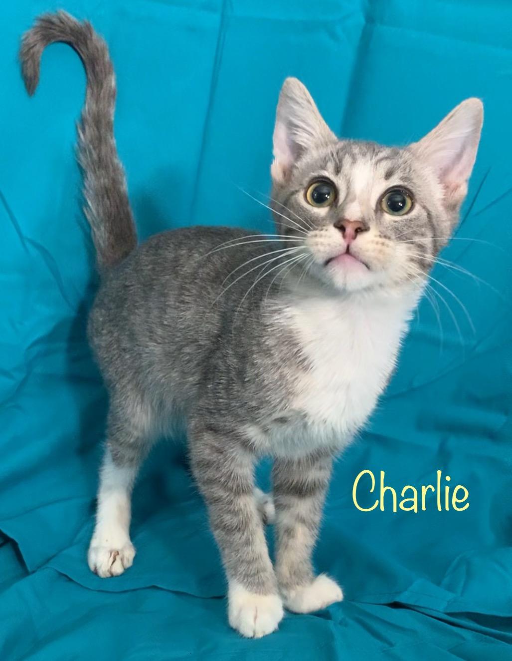 Enlarge Charlie, a Adoptable Tabby in Dixon, CA image 3/3