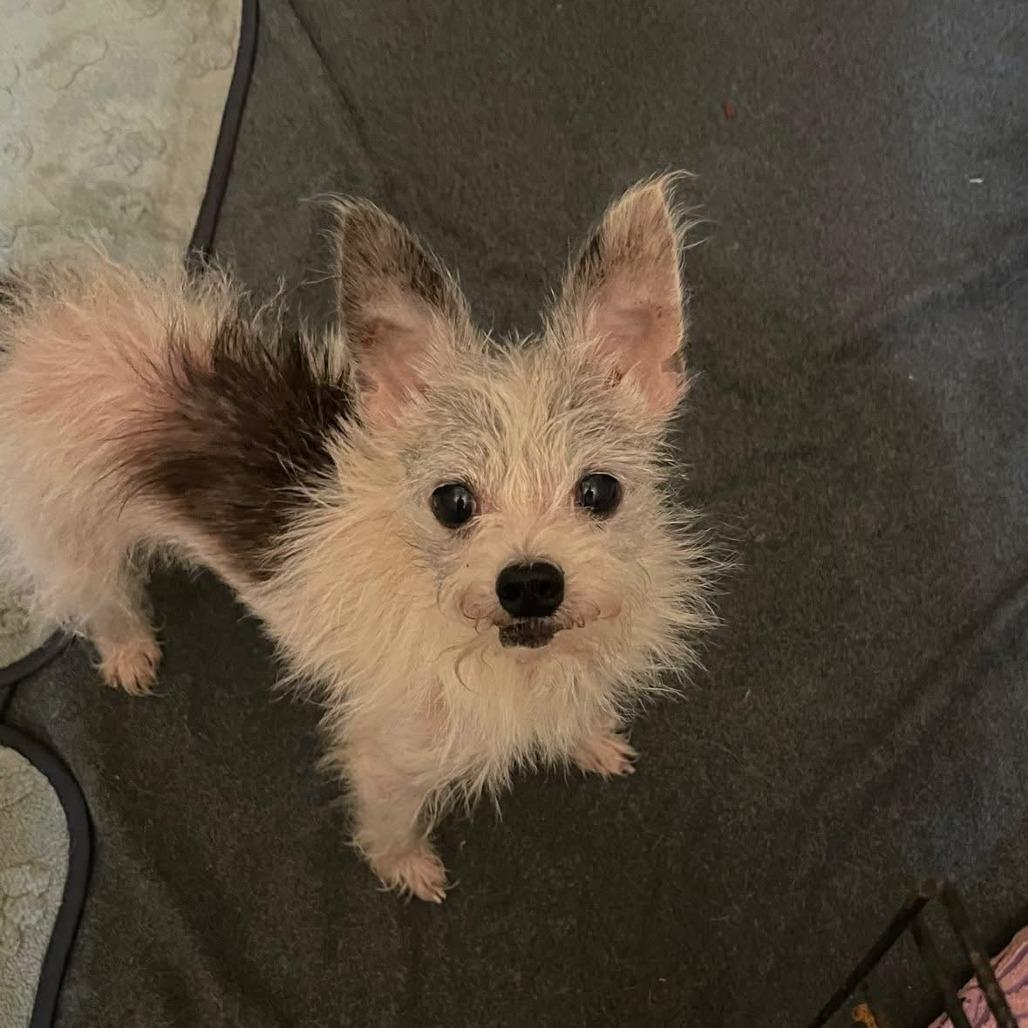 Itchy, Adoptable, Senior Male Terrier.