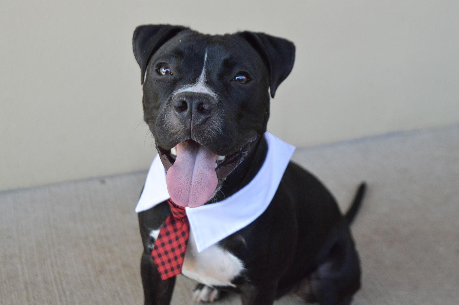 Enlarge Freedom, a Adopted Pit Bull Terrier in McKinney, TX image 1/3