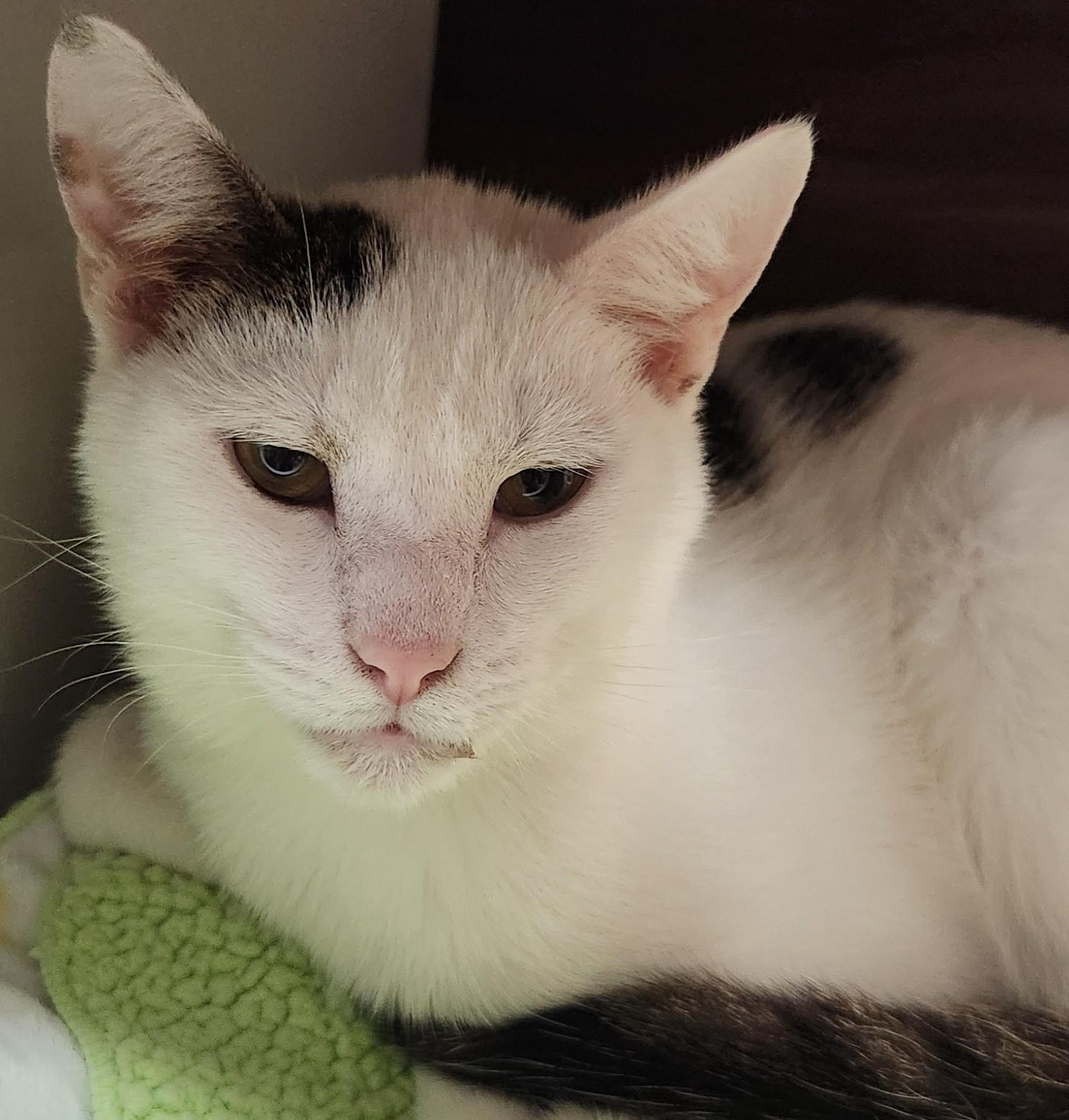 Yeti, adopted, Kitten Male Domestic Short Hair.