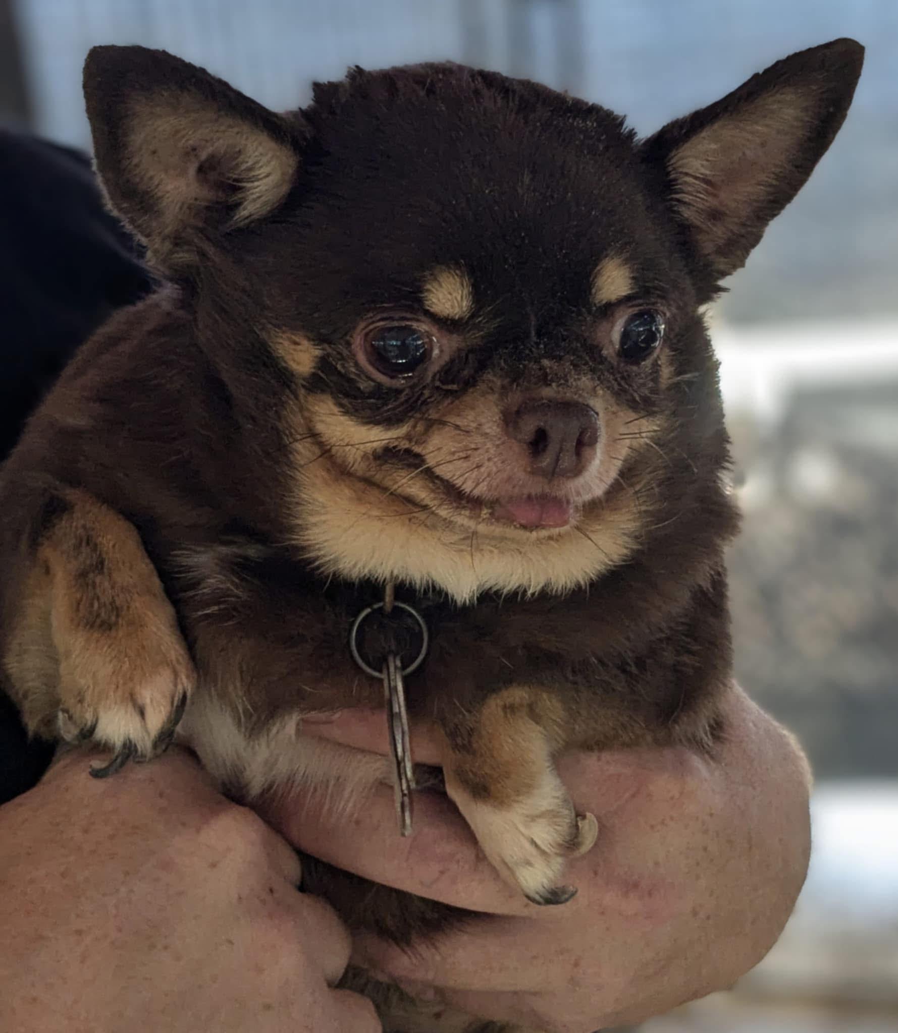 Pixie Sue, Senior Female Chihuahua