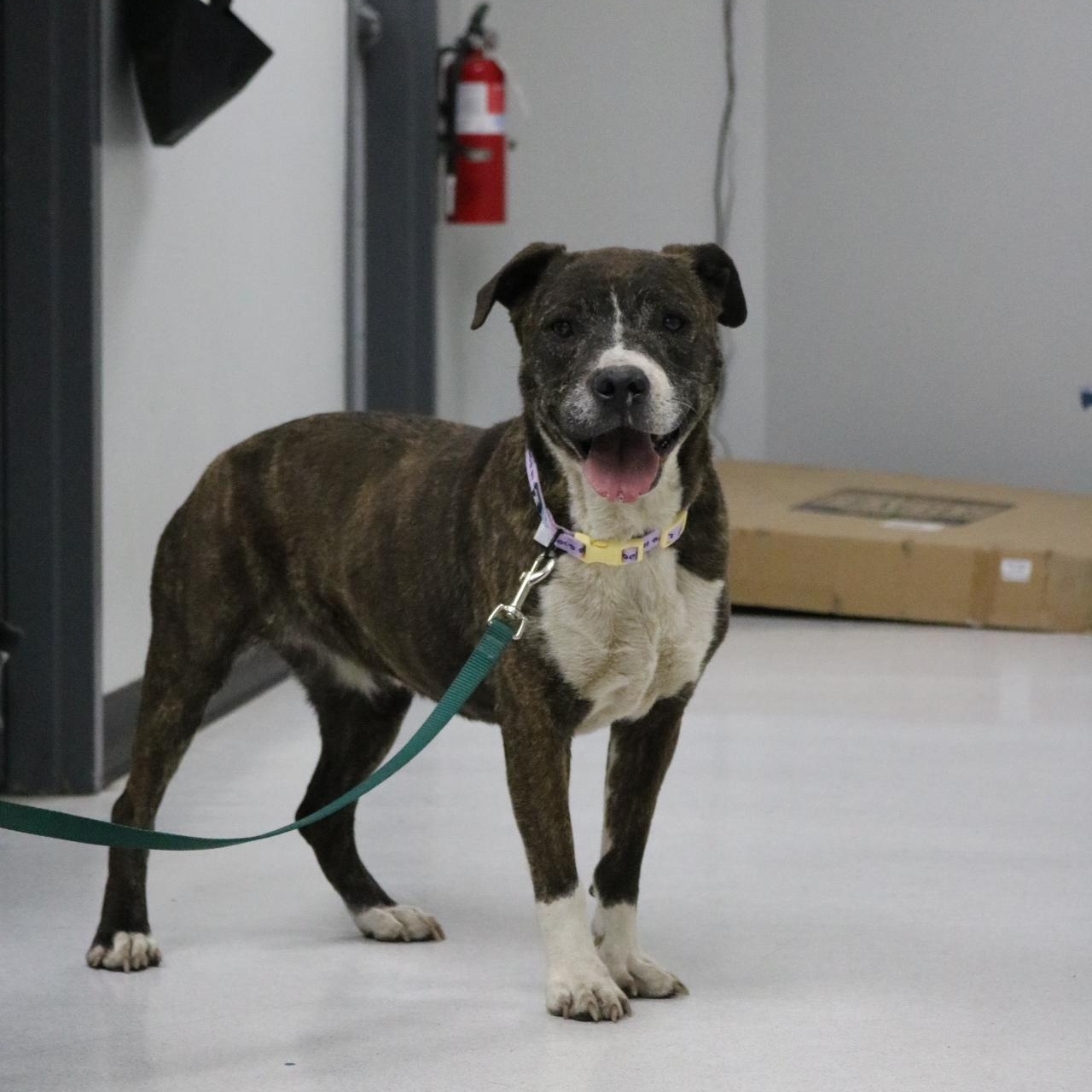 Stacy, Adoptable, Adult Female Pit Bull Terrier.