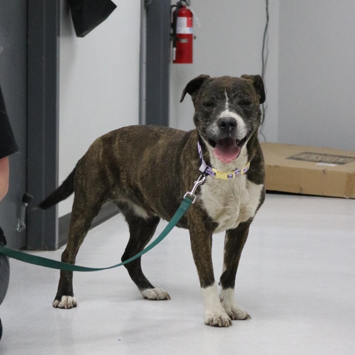 Enlarge Stacy, a Adoptable mixed breed in La Grande, OR image 2/2