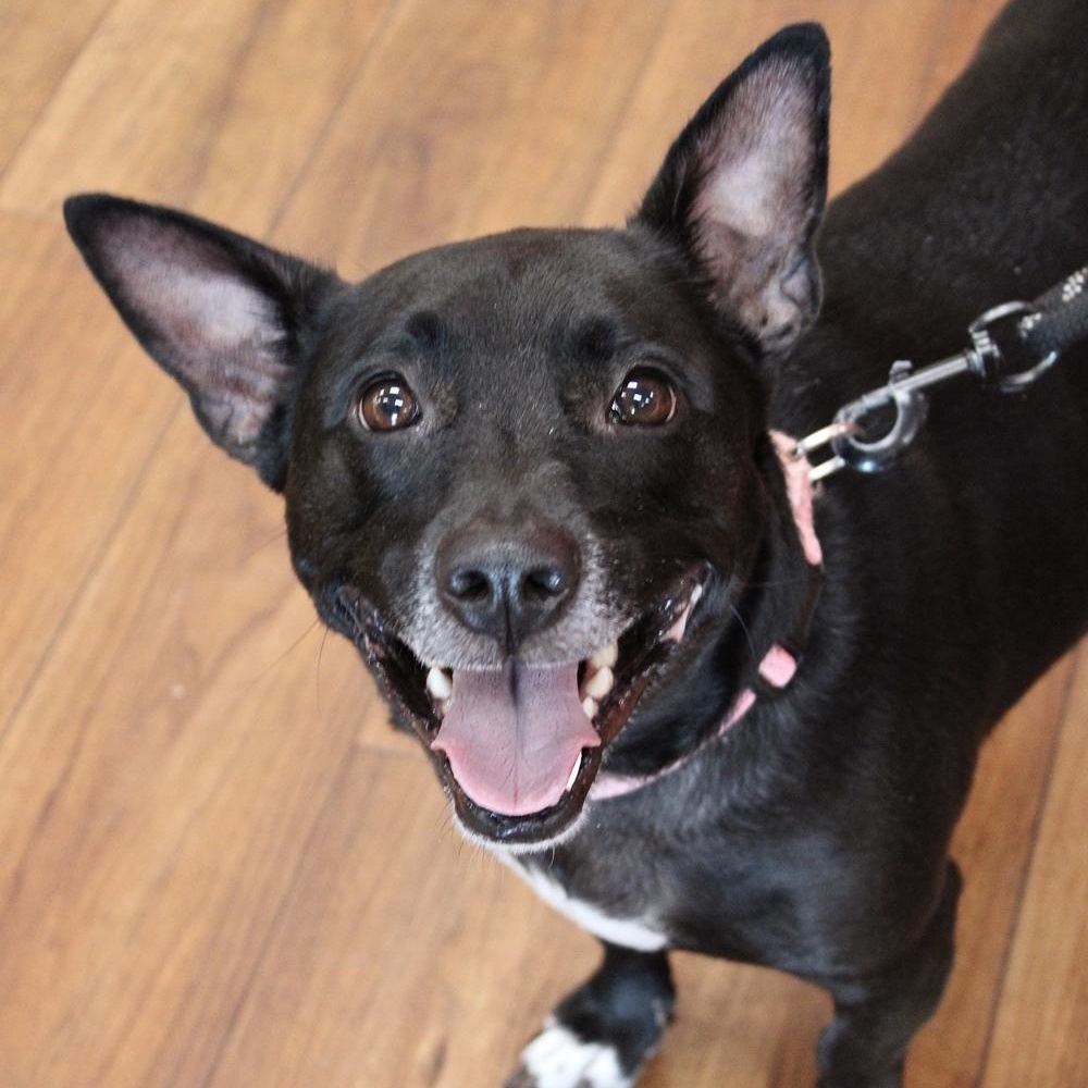 Enlarge Jupiter, a Adoptable Mixed Breed in Orange Park, FL image 3/5