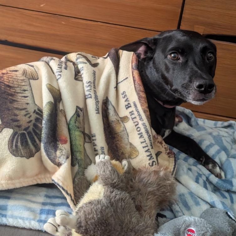 Enlarge Jupiter, a ADOPTABLE Mixed Breed in Orange Park, FL image 1/4
