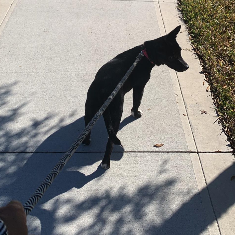 Enlarge Jupiter, a ADOPTABLE Mixed Breed in Orange Park, FL image 3/4