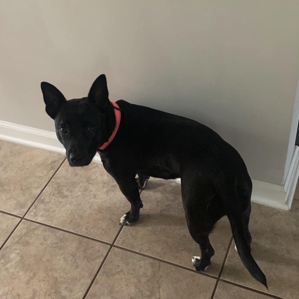 Enlarge Jupiter, a ADOPTABLE Mixed Breed in Orange Park, FL image 4/4