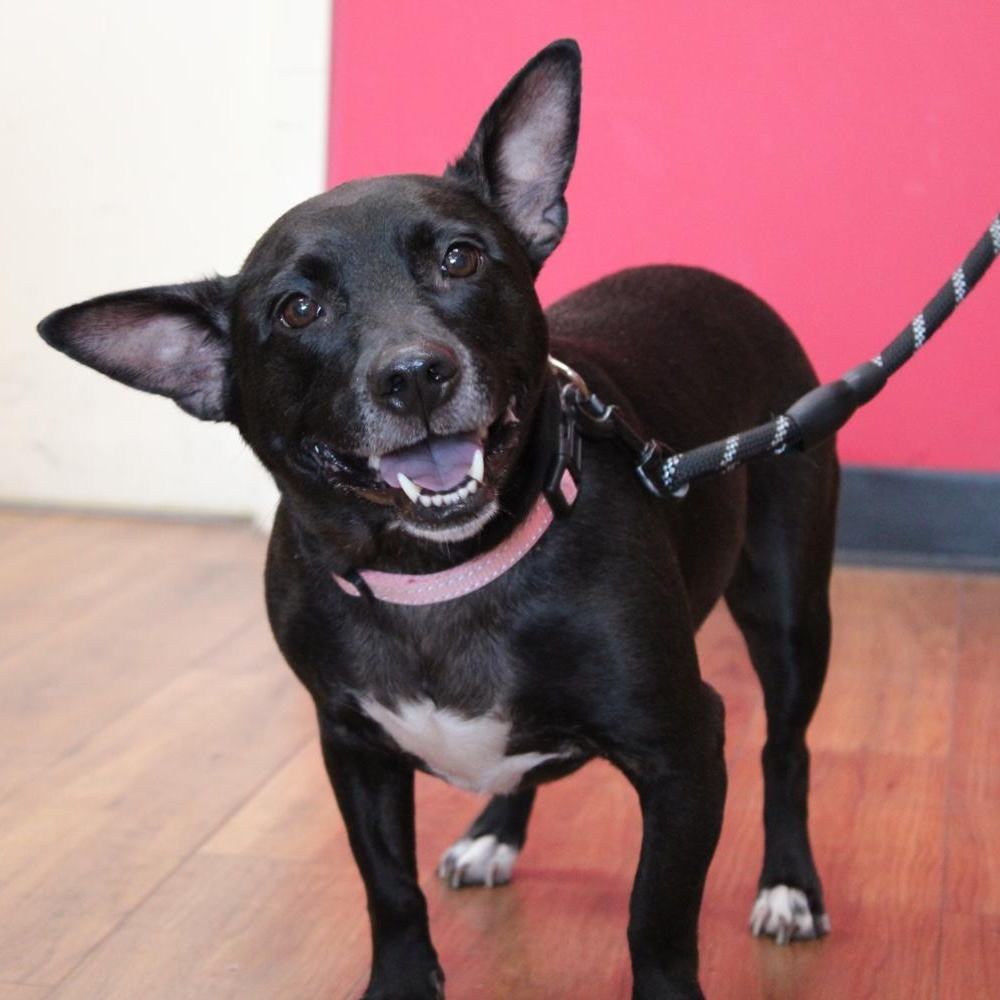 Jupiter, Adoptable, Adult Female Mixed Breed.