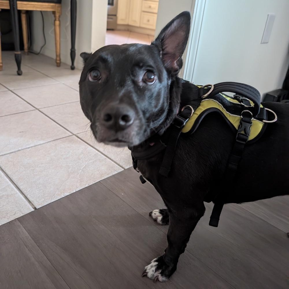 Enlarge Jupiter, a ADOPTABLE Mixed Breed in Orange Park, FL image 2/4